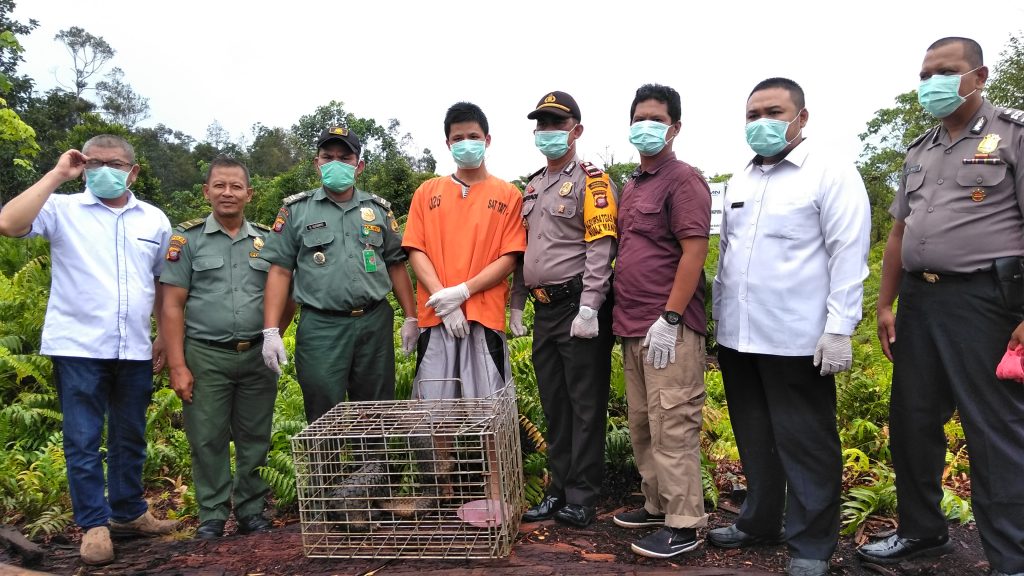 ua ekor trenggiling dilepasliarkan sebelum satwa itu menjadi jinak pasca ditangkapnya oleh warga foto jon