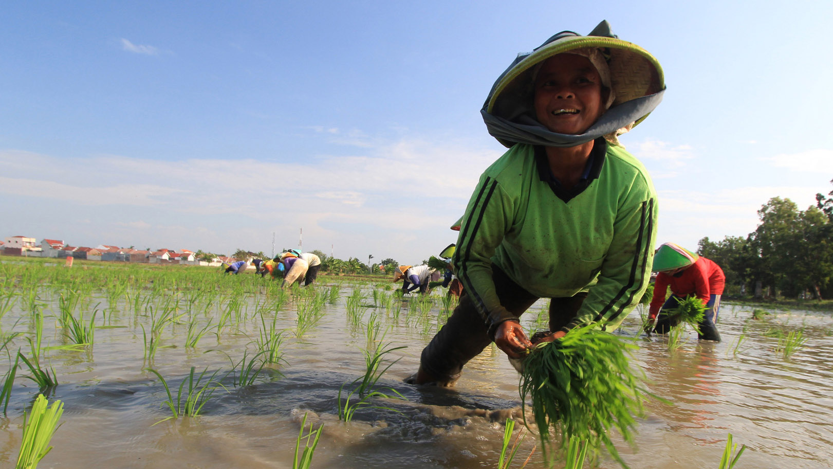 Sejumlah petani menanam padi di areal persawahan desa Pekandangan, Indramayu, Jawa Barat, Jumat (11/7). Meski telah memasuki musim kemarau yang beresiko kesulitan air, petani di daerah tersebut tetap menanam padi dengan sistem pengairan pompanisasi. ANTARA FOTO/Dedhez Anggara/ed/nz/14.
