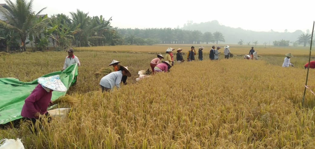 Dinas Pertanian Perikanan dan Ketahanan Pangan (DPPKP) melakukan Panen Padi Demplot Varietas Unggul Bersertifikat, Di Lagon Desa Keranji Pakedang, Kecamatan Sengah Temila, Senin (16/09/2019)