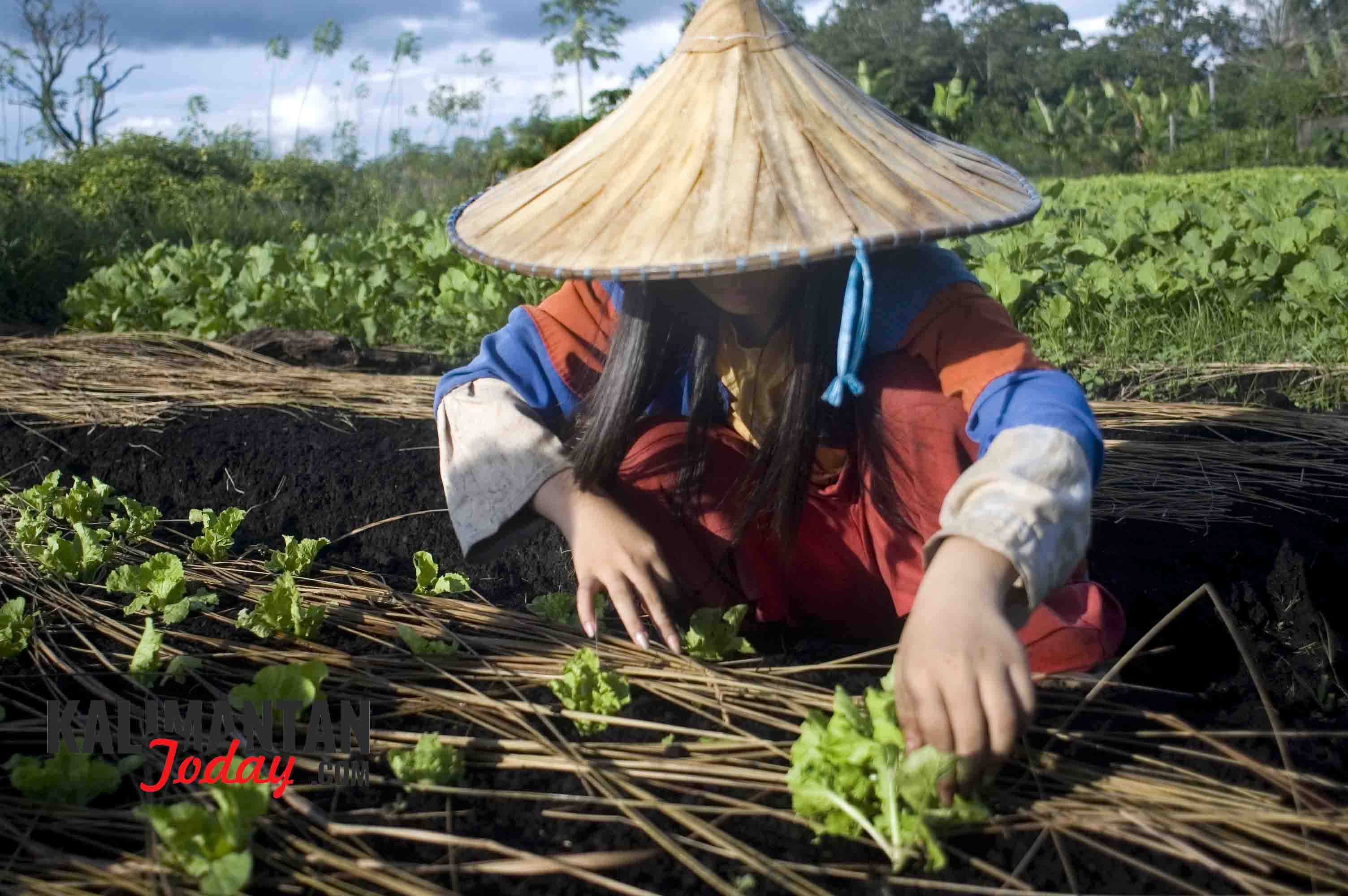 Petani Sayur> FOTO/Lukas B Wijanarko