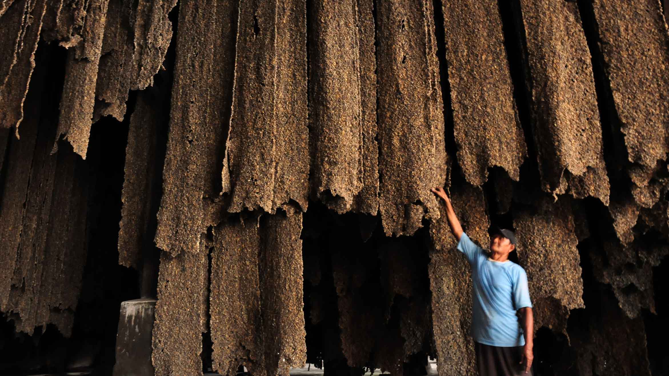 Pekerja melakukan proses pengolahan bahan olah karet di pabrik PT Bangkinang di Pekanbaru, Riau, Rabu (27/8). Data Dinas Perkebunan Provinsi Riau menyatakan belasan pabrik pengolah karet terpaksa mengurangi produksi, dan tiga pabrik diantaranya tutup dan beralih ke bisnis karet akibat kekurangan bahan baku ditambah harga komoditas karet yang terus merosot di pasar internasional. ANTARA FOTO/FB Anggoro/ed/ama/14.