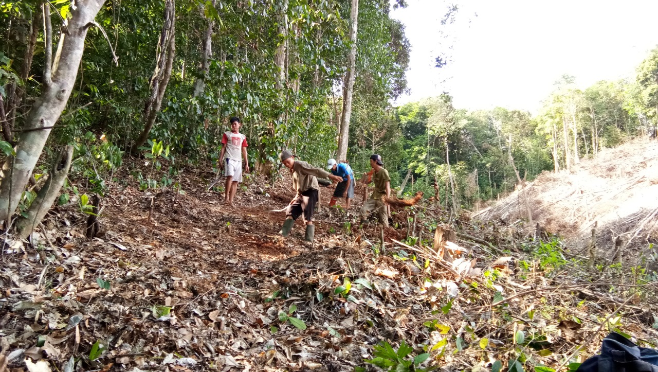 Para peladang membuat sekat bakar (ngararakatn) di Kampung Nek Kompokng, Desa Anekng, Kab. Landak tahun 2018 lalu.