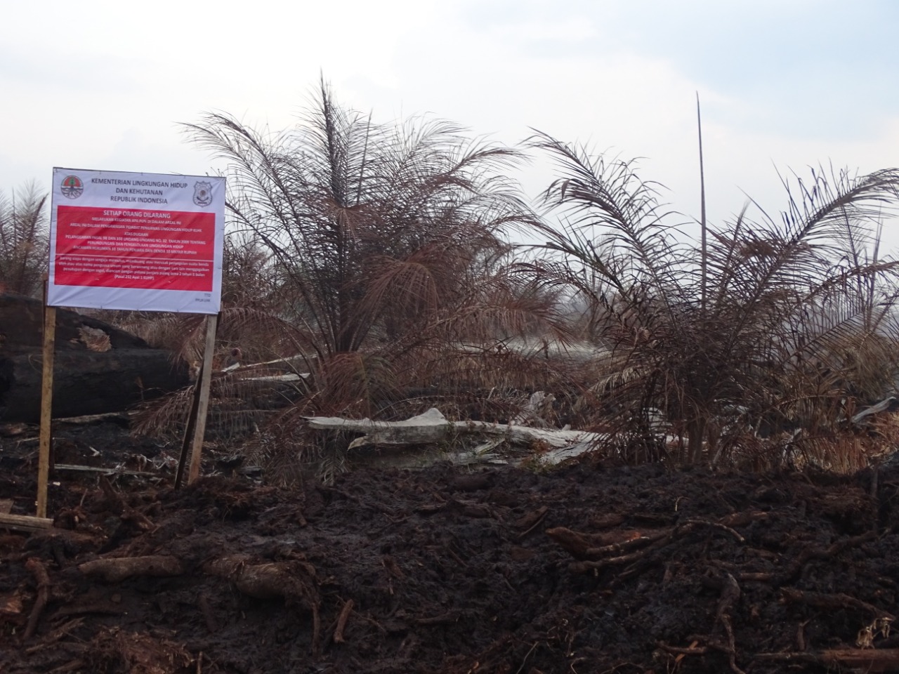 Segel KLHK RI pada konsesi perkebunan kelapa sawit