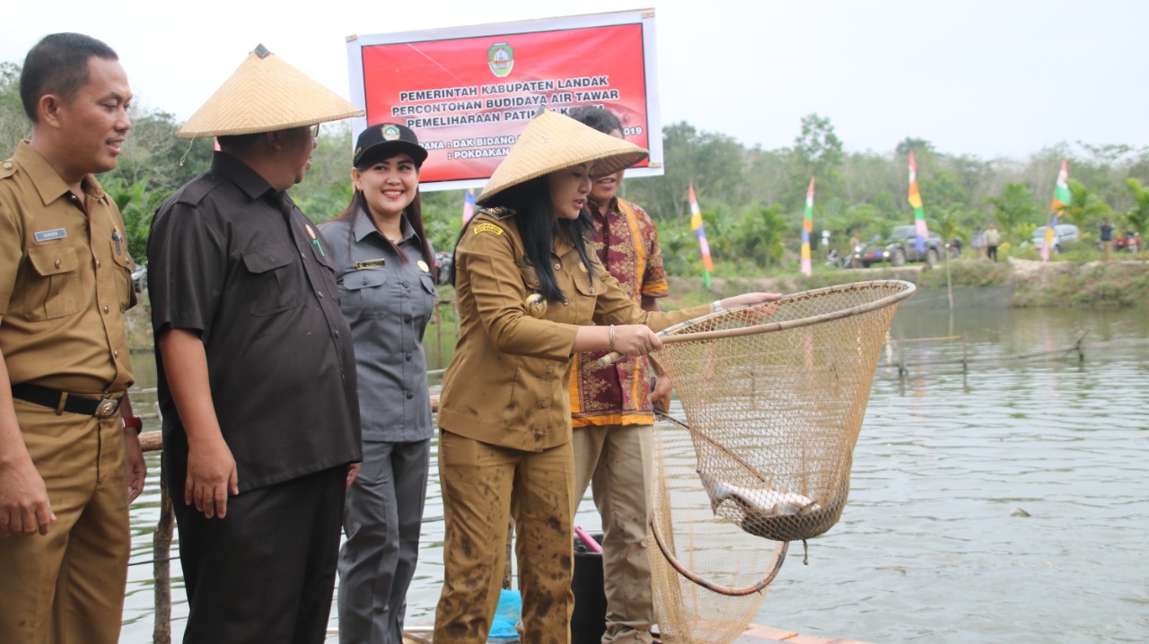 Bupati Landak Karolin Margret Natasa melakukan panen perdana pemeliharaan ikan patin